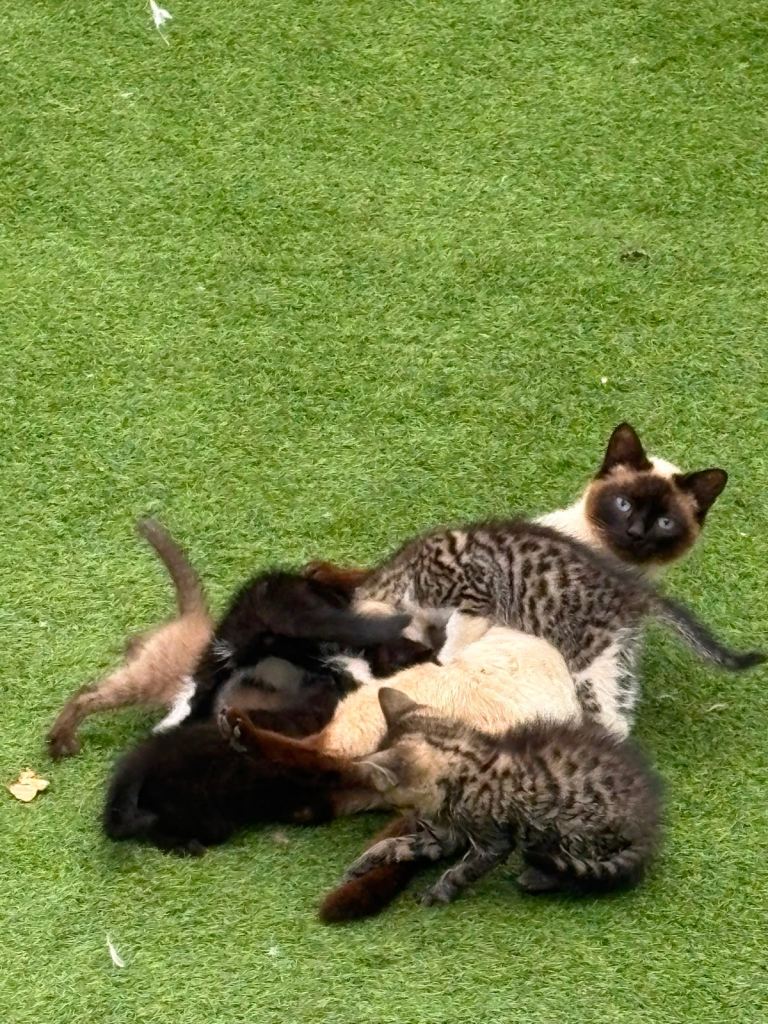 Kittens 
