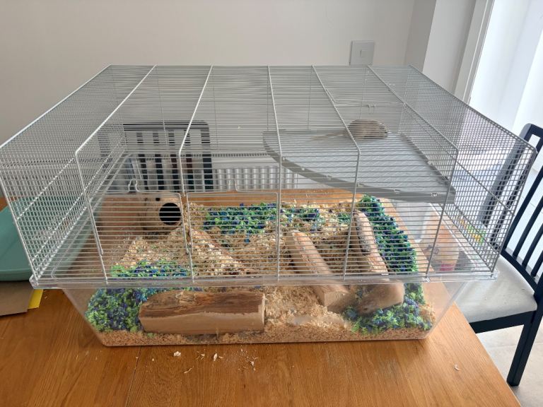 Pair of Gerbils with Full Setup - Peanut & Truffle