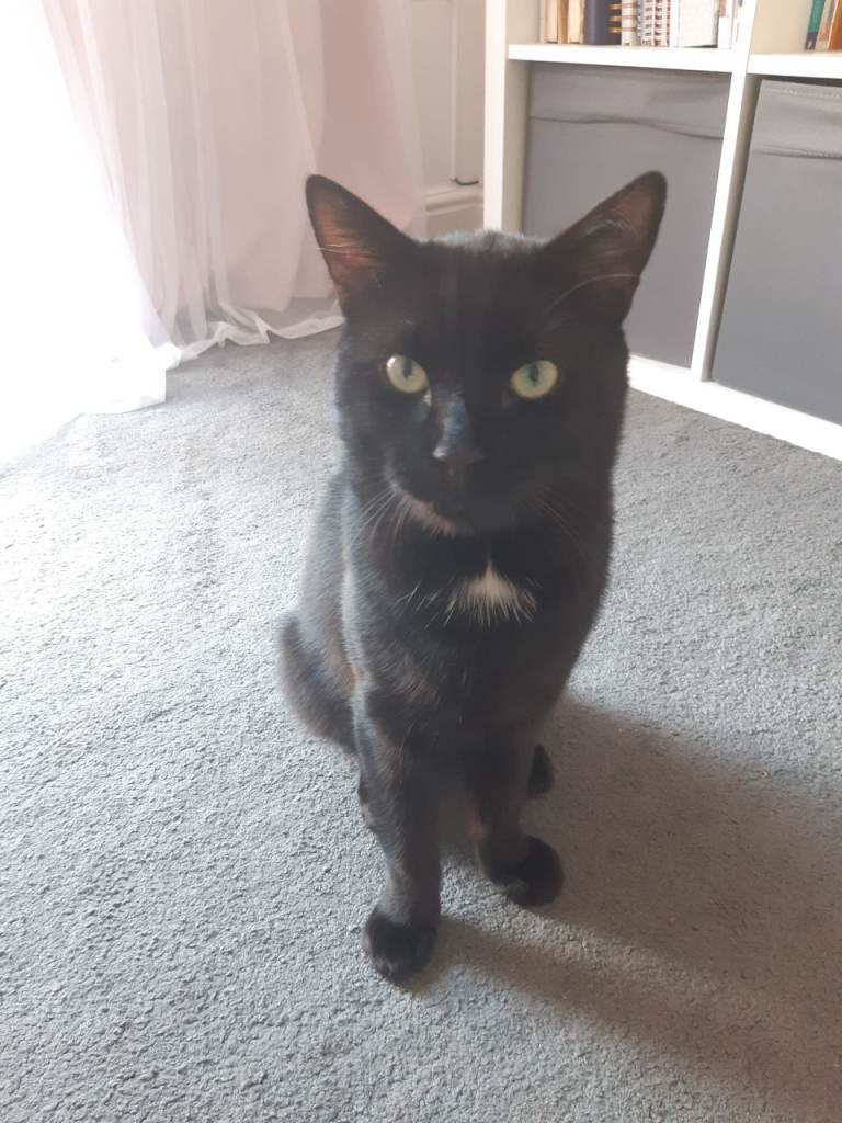 Male cat for sale