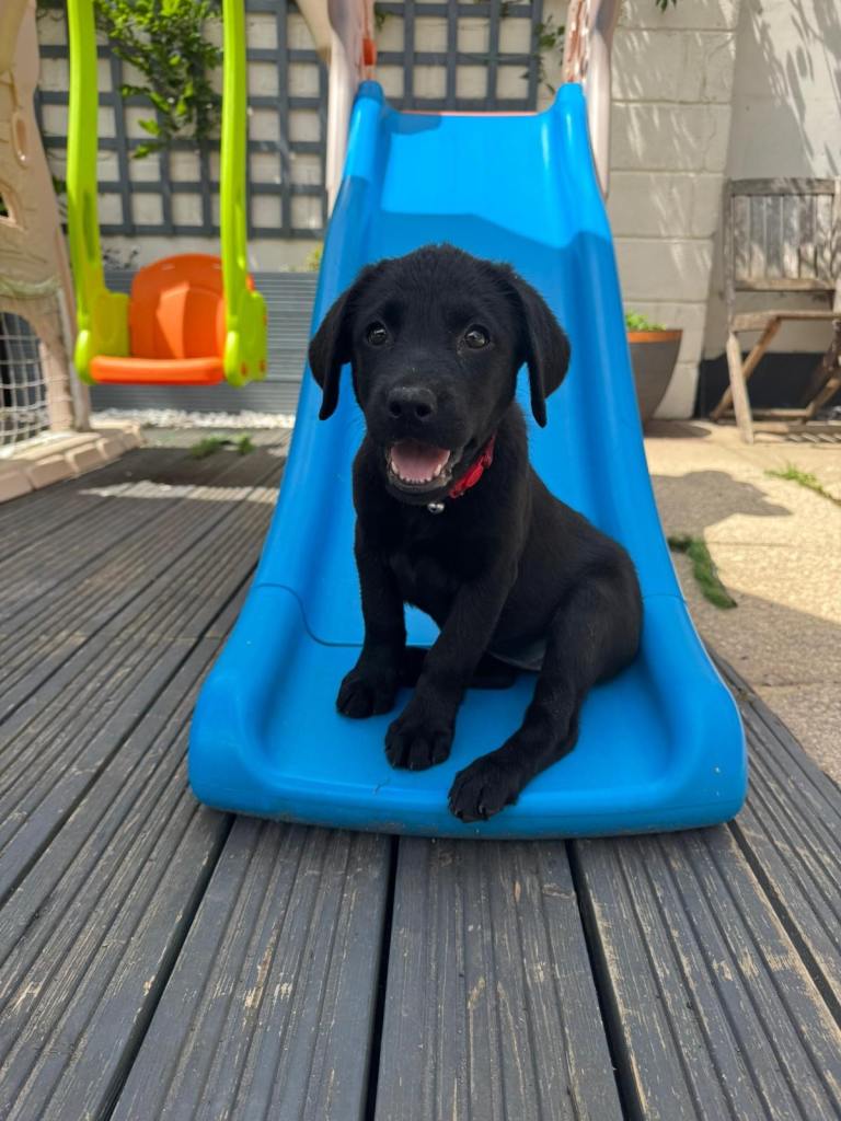 Labrador Puppies available now!