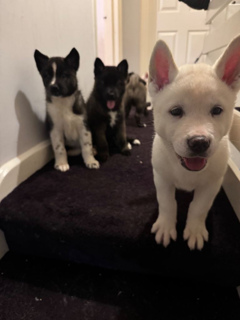 American Akita Puppies for Sale ***6 Left***