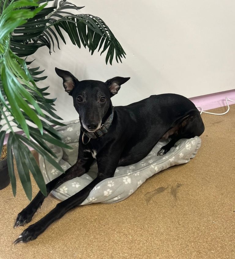 6 year old Whippet Jasper