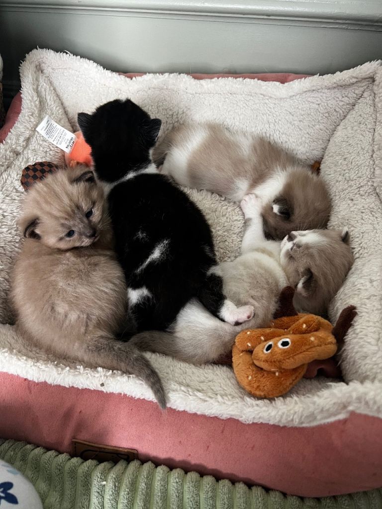 Ragdoll mix kittens 