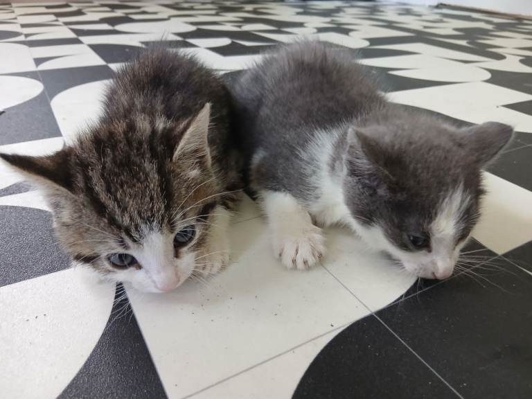 Kittens for sale 