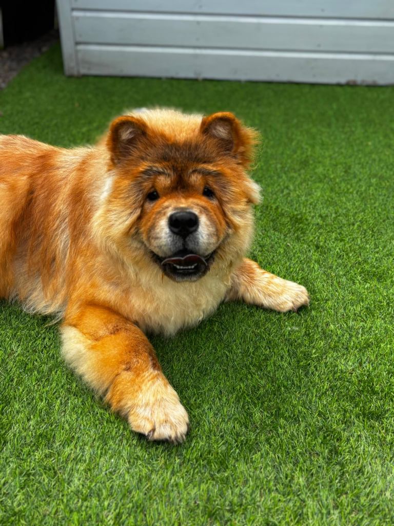 Girl chow 