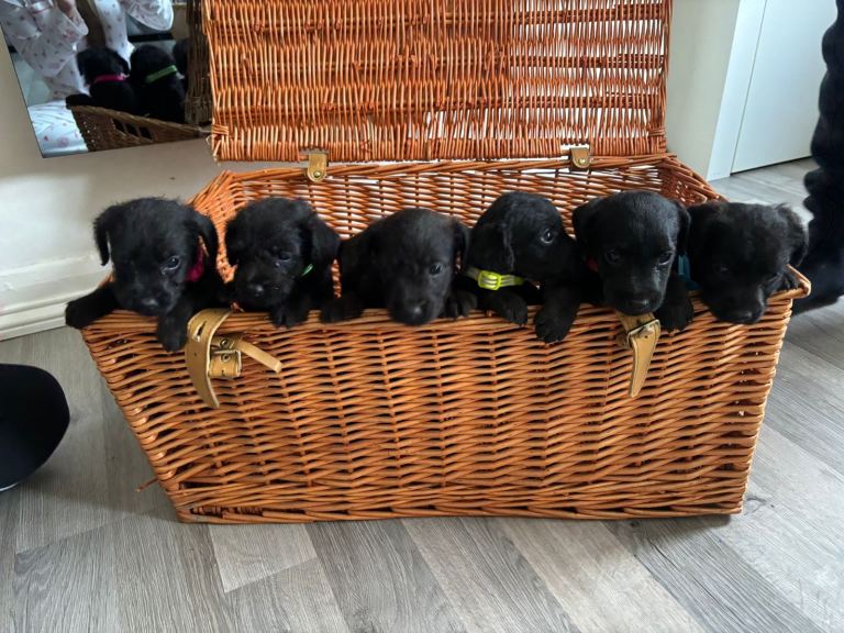 Lakeland terrier Cross