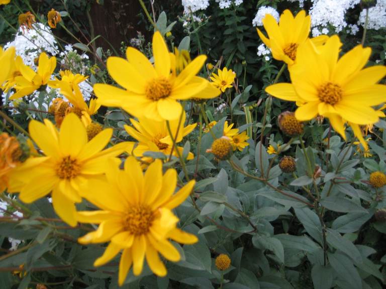 PERENNIAL TALL YELLOW DAISY