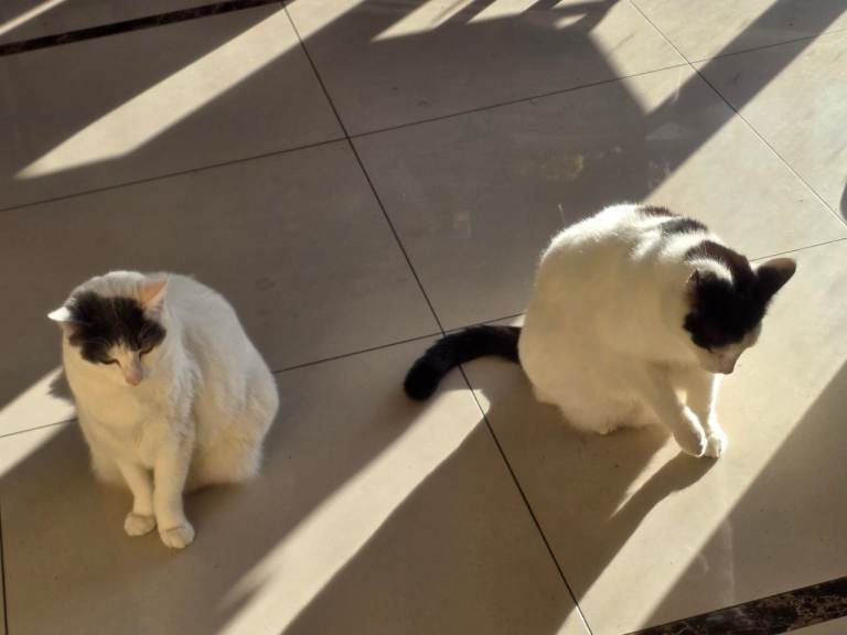 2 female cats