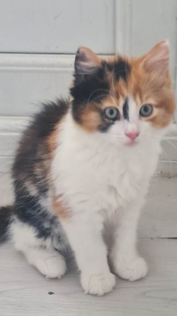 Kittens need a loving home 