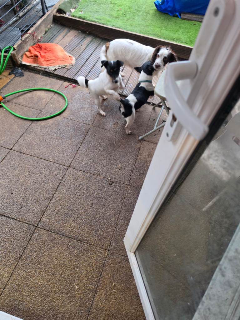 Olaf elsa and daisy 