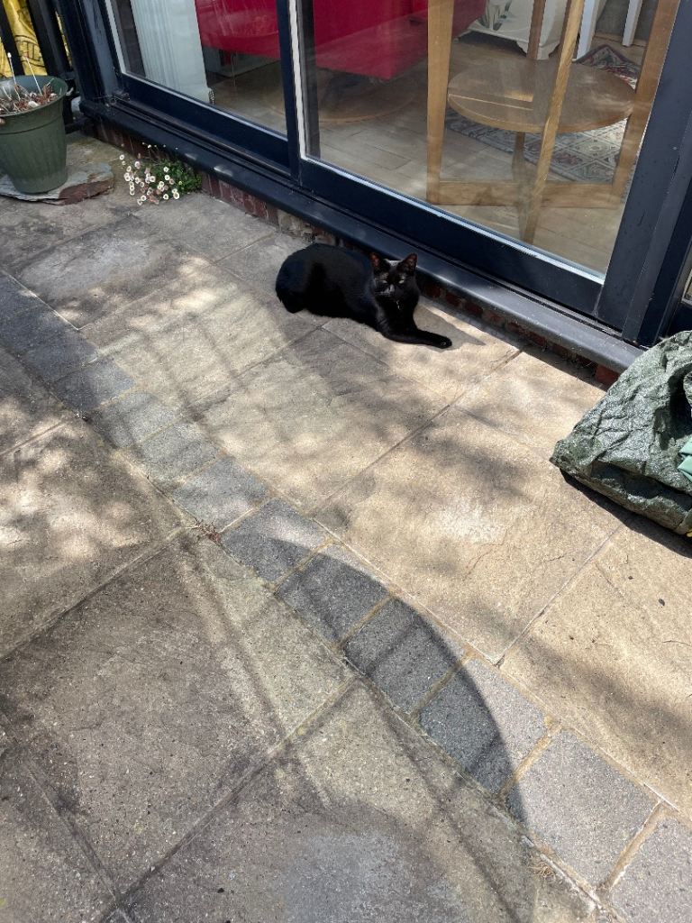 Cat…. Star 