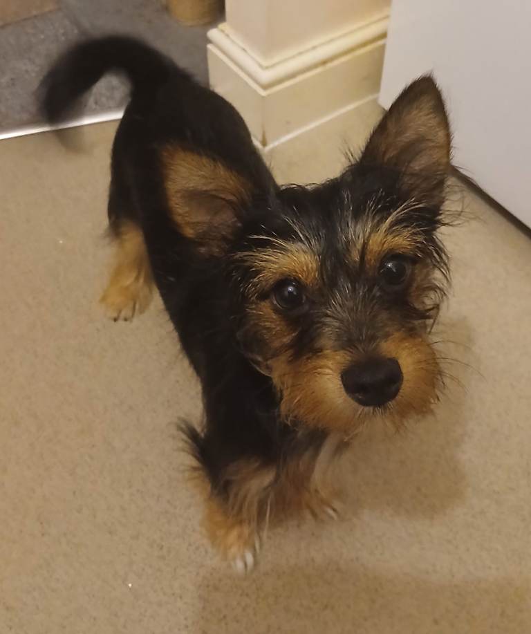 Male puppy for sale