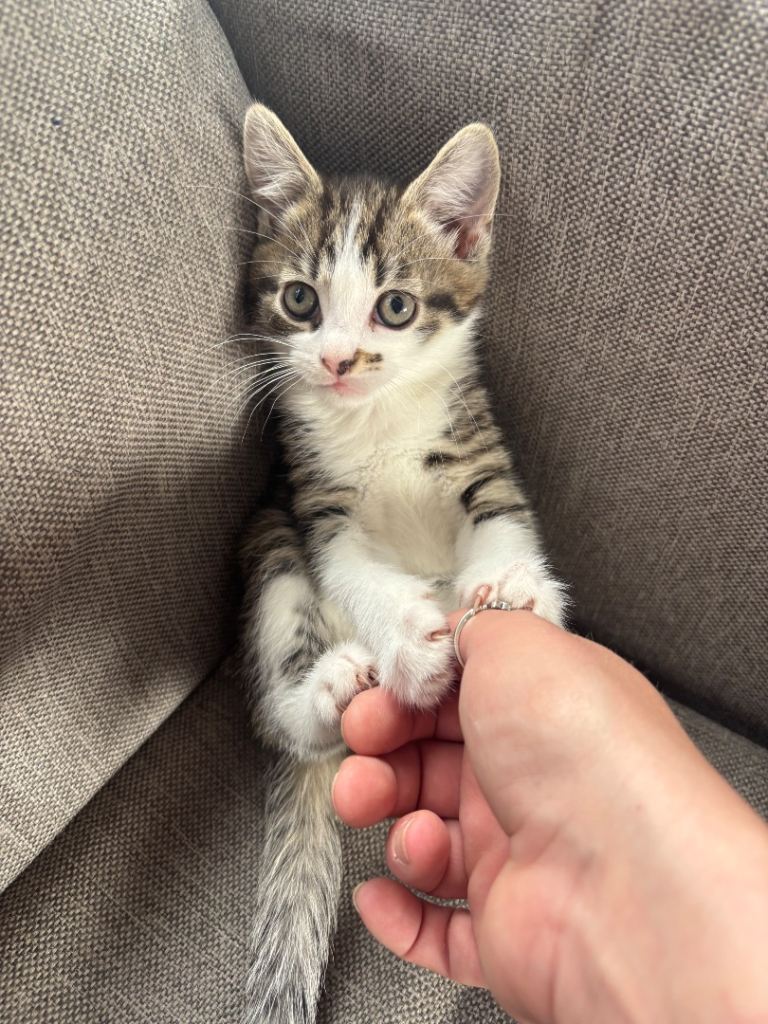 Adorable kittens 