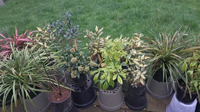 GARDEN plants MATURE outdoor shrubs hardy