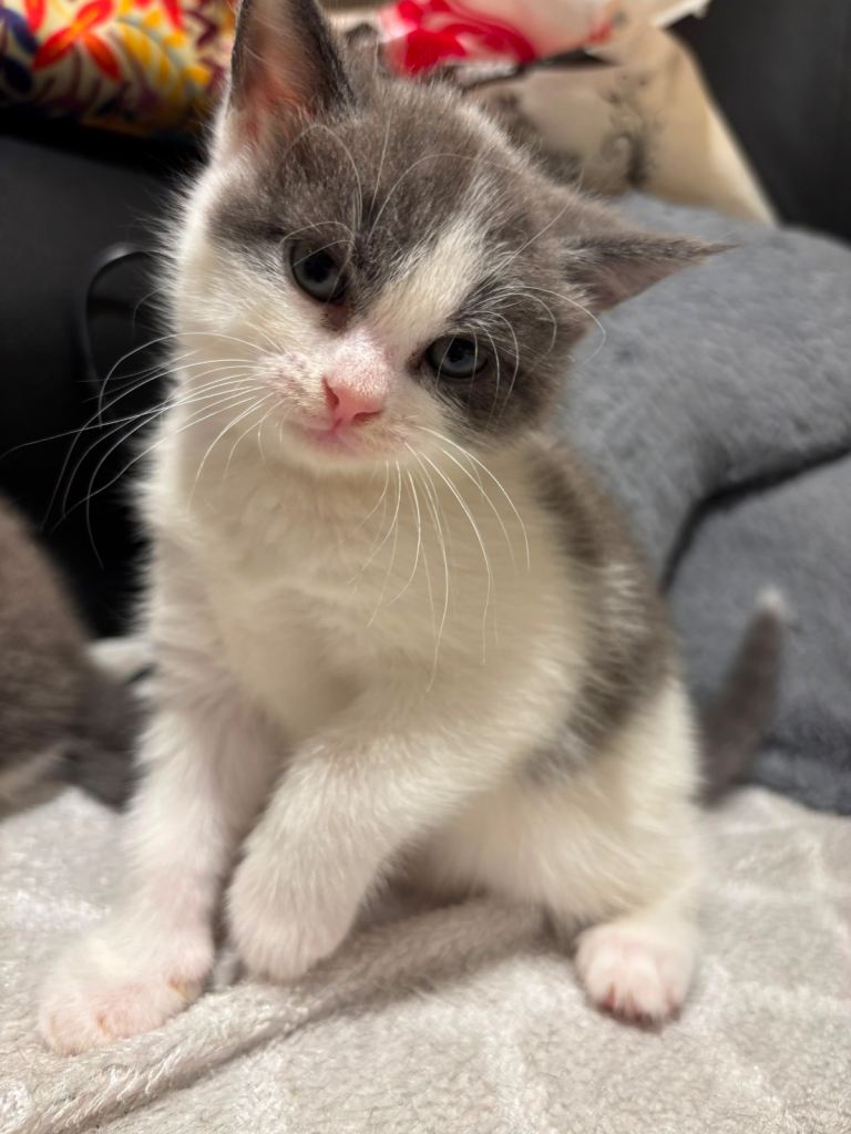 2 Beautiful Female Kittens