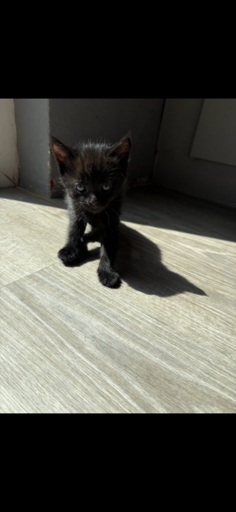 Kitten for sale £20 - Ready Now