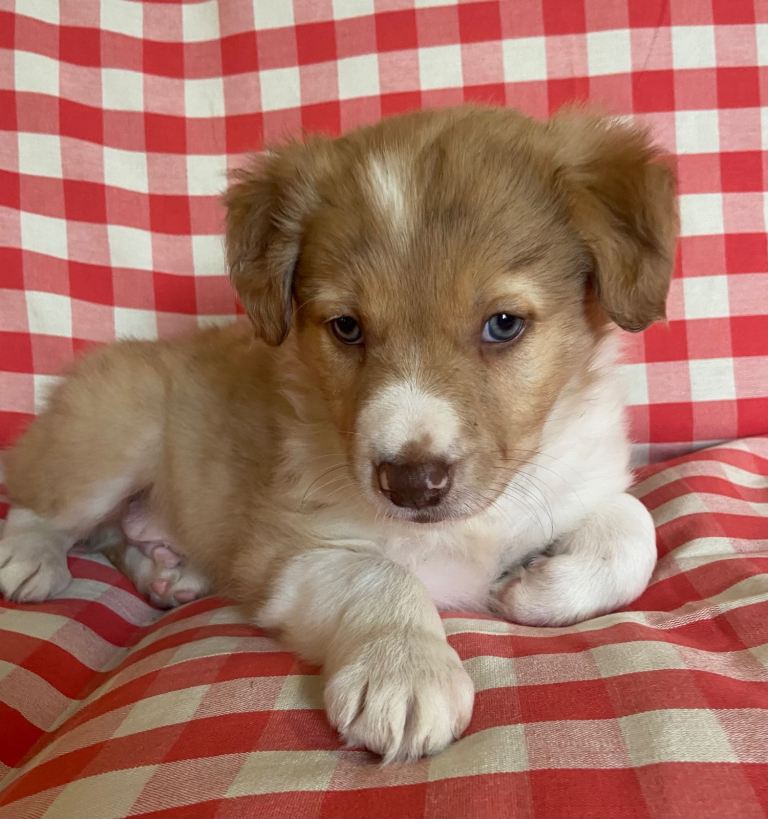 Border collie puppies 
