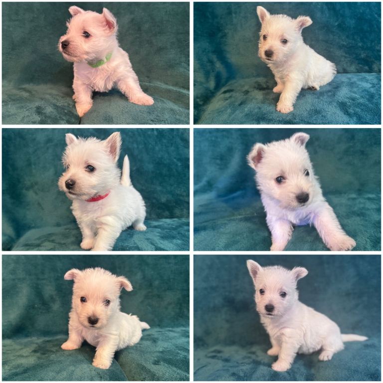 7 Wonderful Westie Pups. 4 Boys, 3 Girls