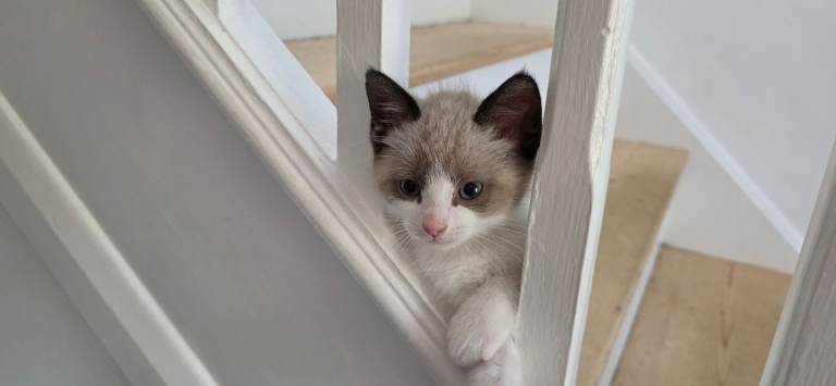 Siamese x beautiful little kittens 😸 
