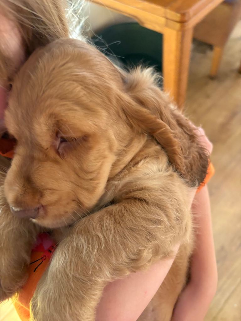 Kc registered golden sable cockerspaniel boy puppy last one  left microchipped 