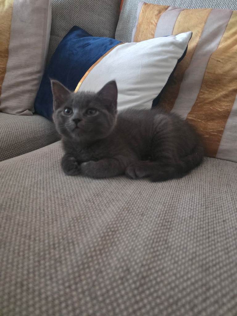 Beautiful kitty 