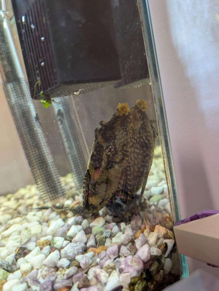 Pleco rehoming 
