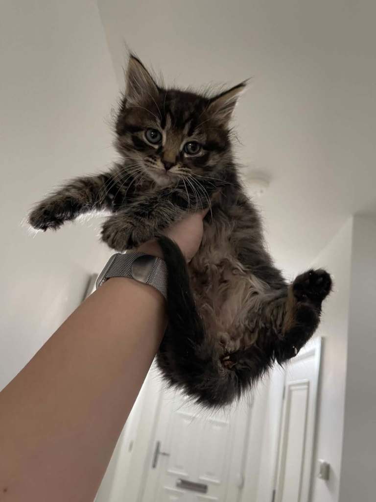 Kittens 