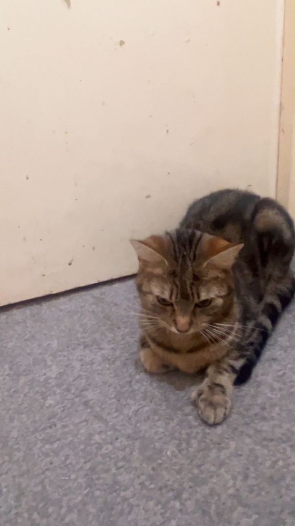 Free Cat