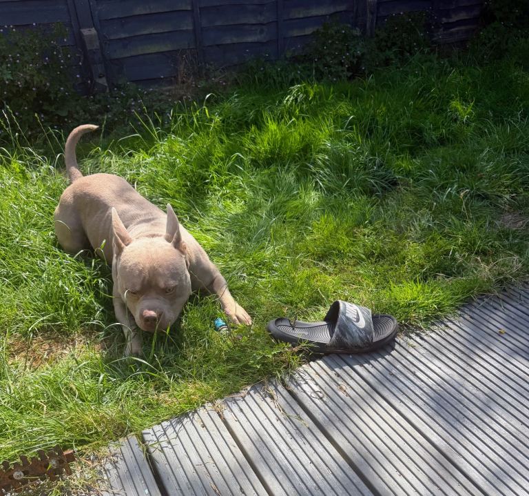 Pocket Bulldog X French Bulldog 