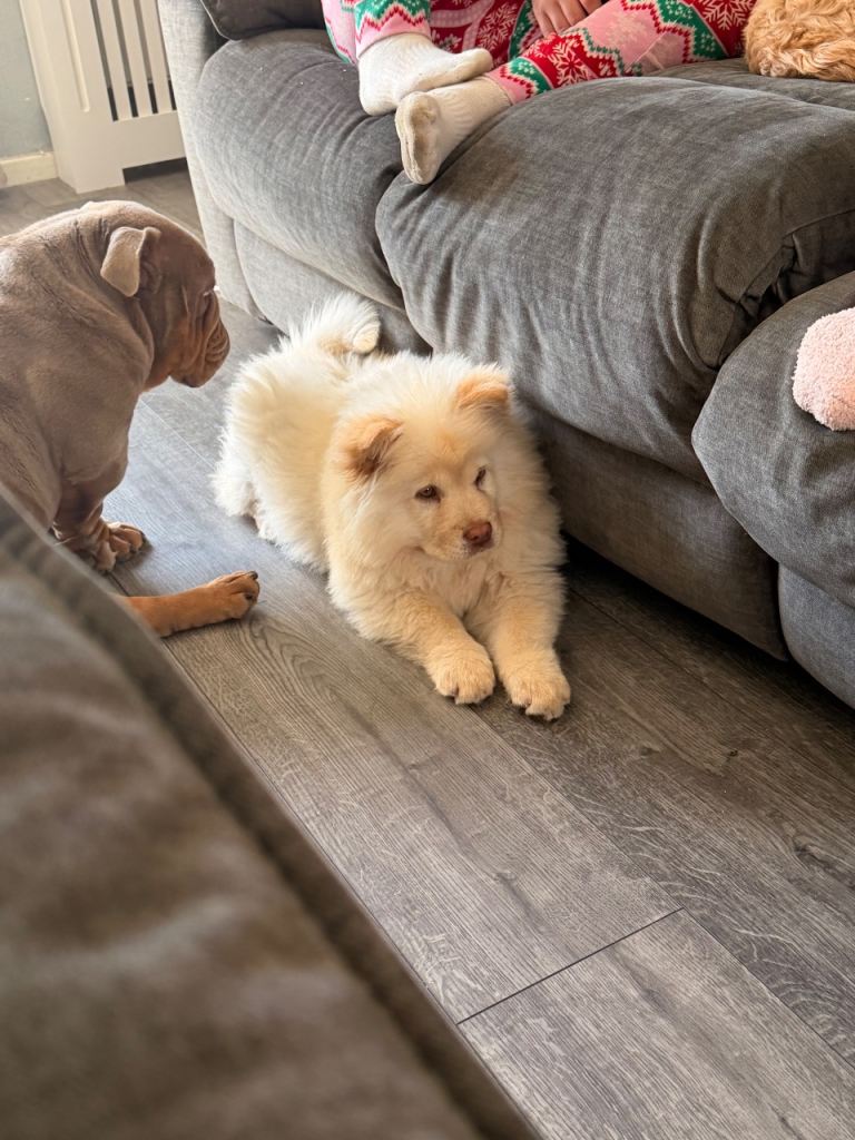 Chow chow for sale