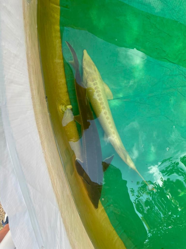 2 Sturgeon fish 