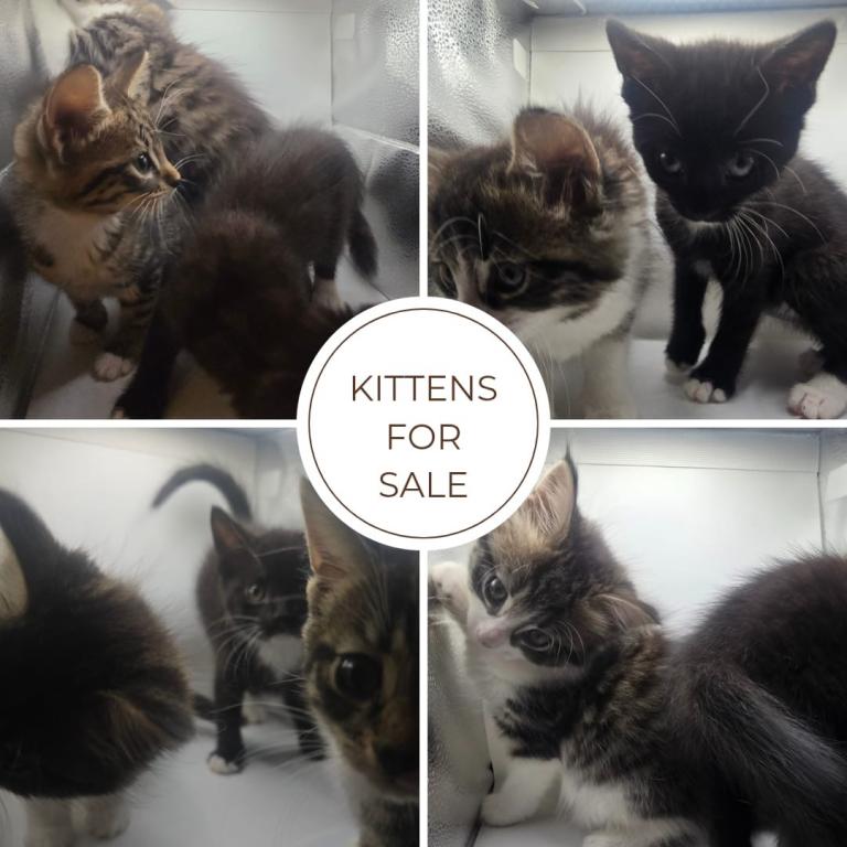 image for Adorable kittens ready for their new homes