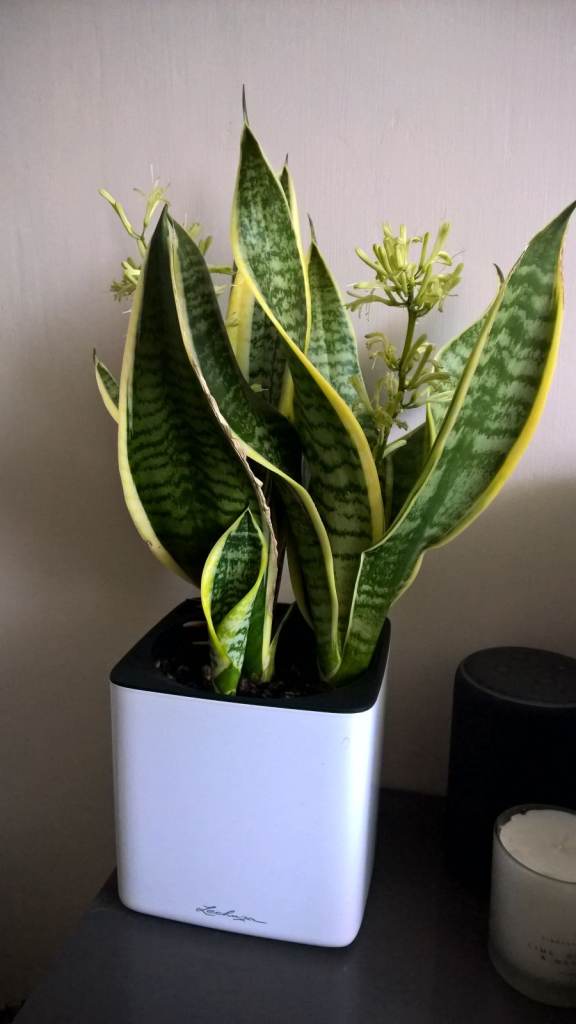 Gorgeous Flowering Sansevieria Trifasciata Laurentii - Variegated Snake Plant (Mother-in-law),