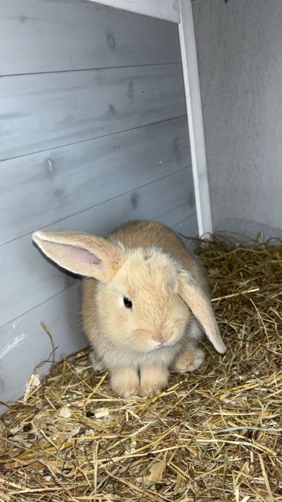 Mini lop rabbits 