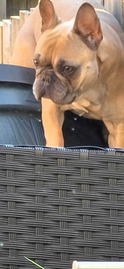 French bulldog