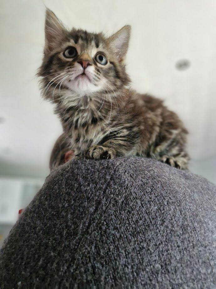 4 Kittens for loving home