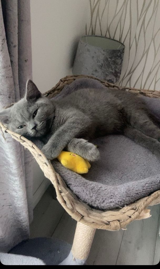 kitten