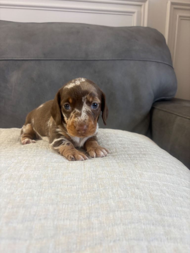 Miniature dachshund available 