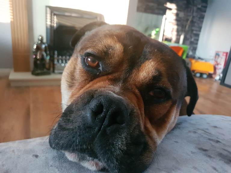 Duke - rottweiler cross