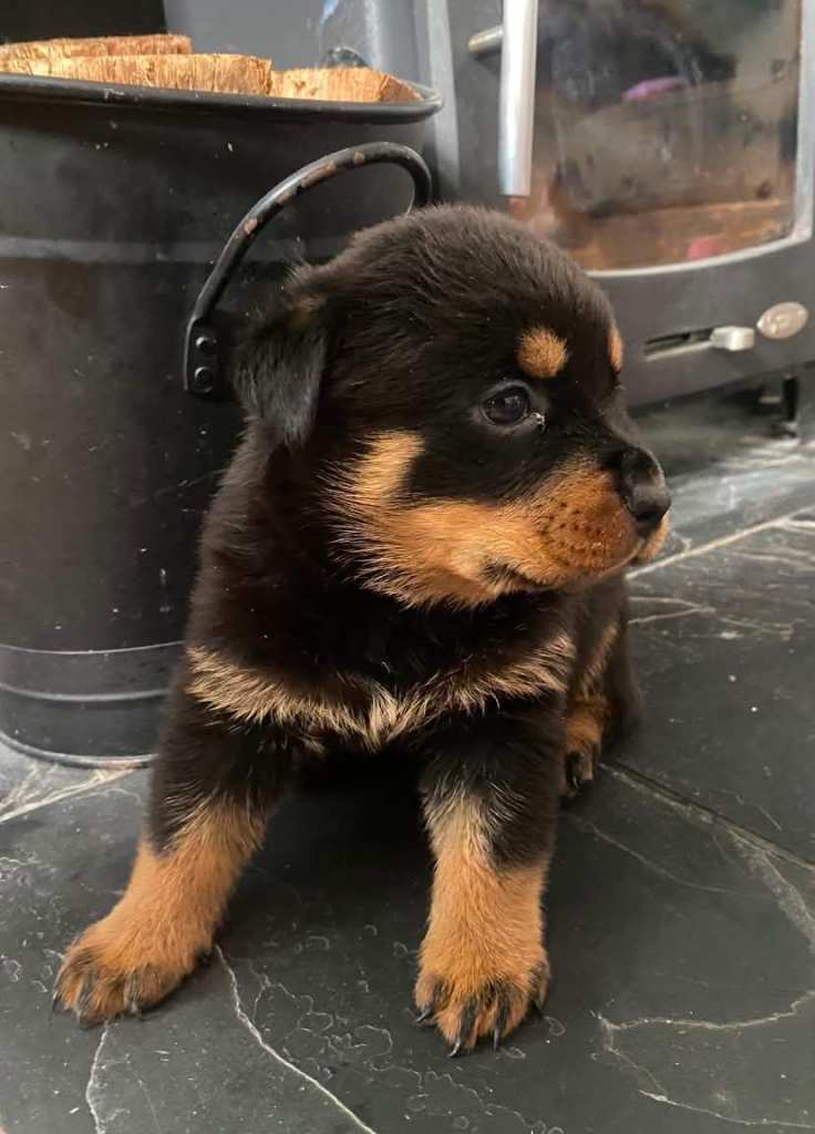 Pedigree Rottweiler puppies