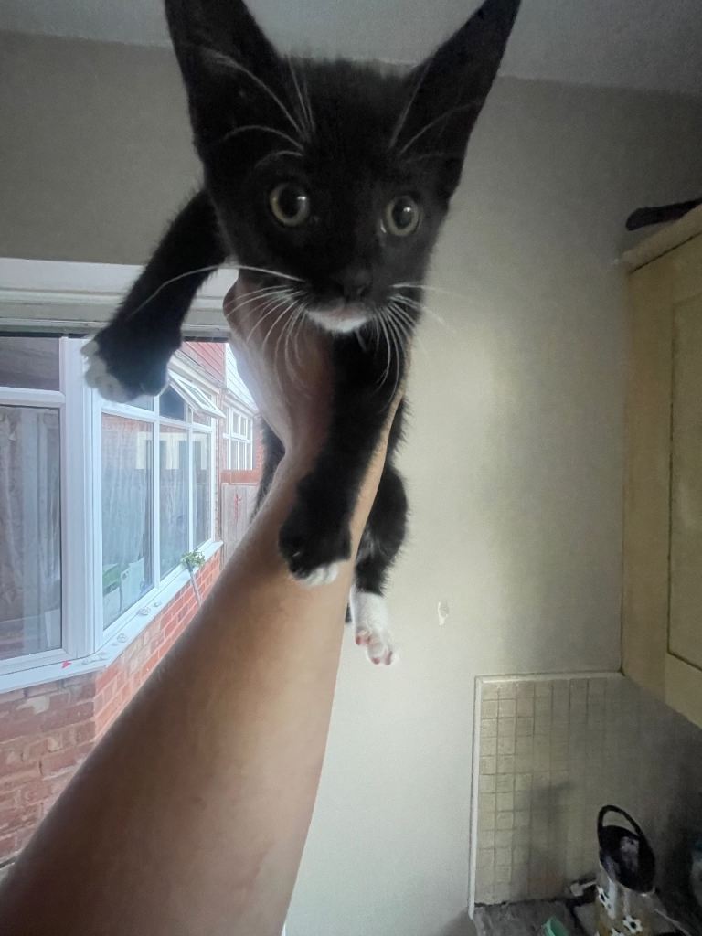 Kitten