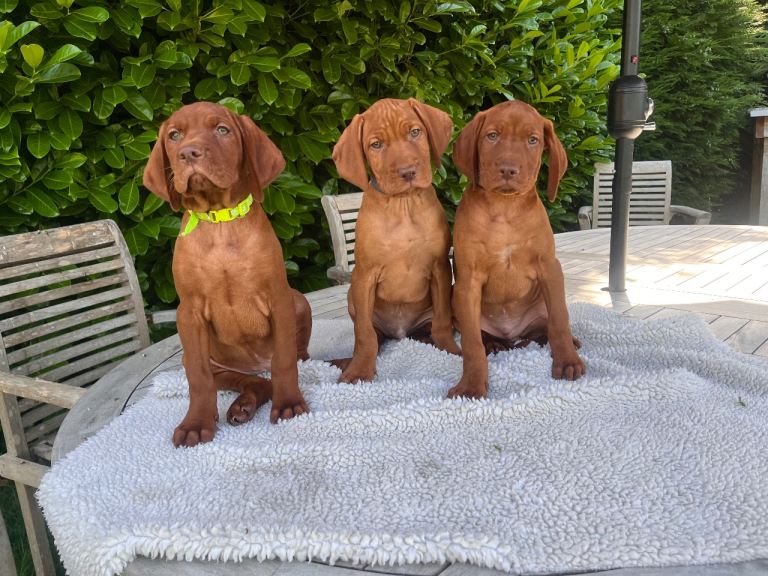 3 Handsome Boys 🩵