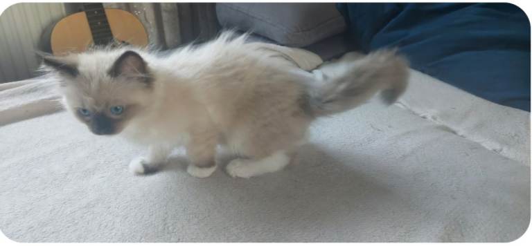 Ragdoll 