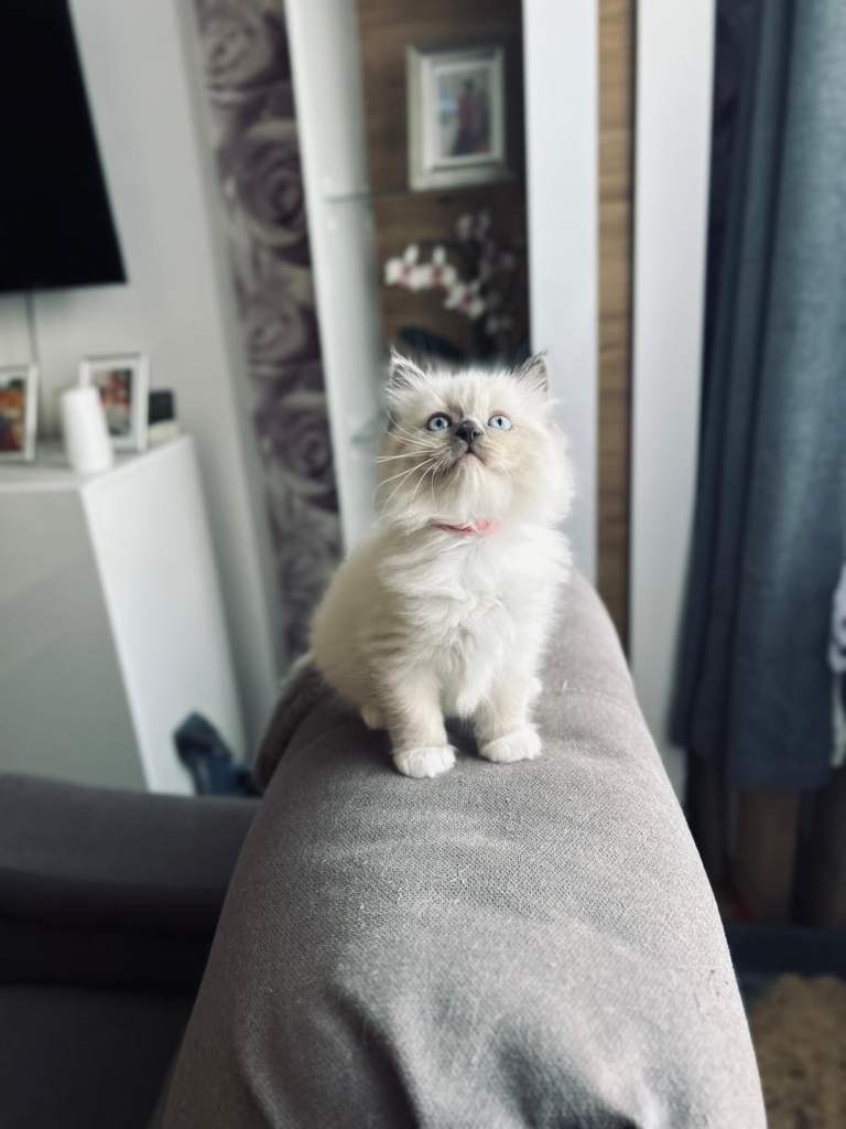 Beautiful Purebred Ragdoll Kittens 