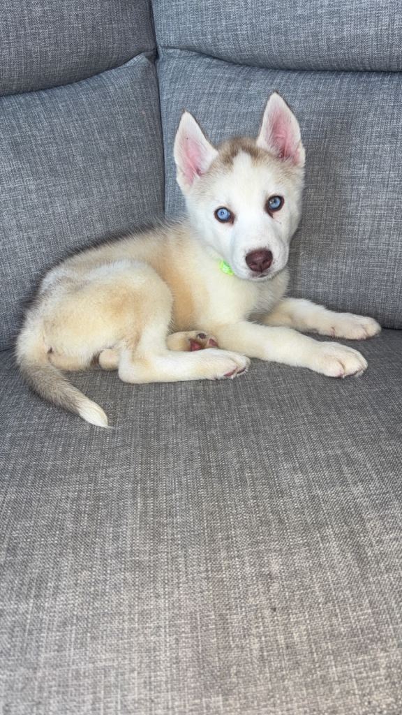 Male Siberian husky puppy ready now 