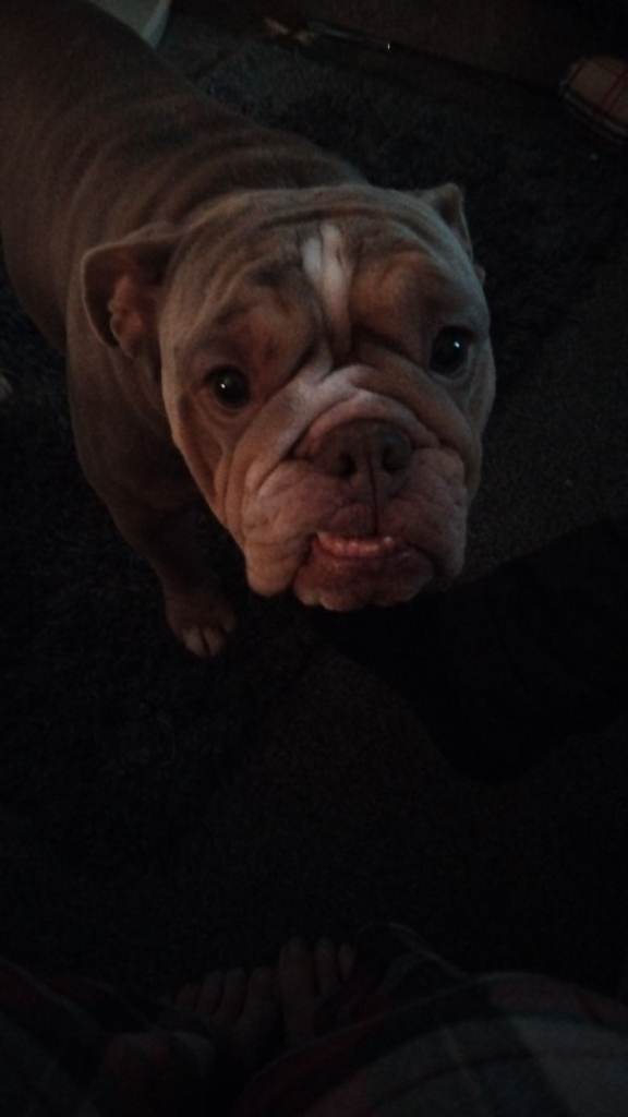 a year old British bulldog 