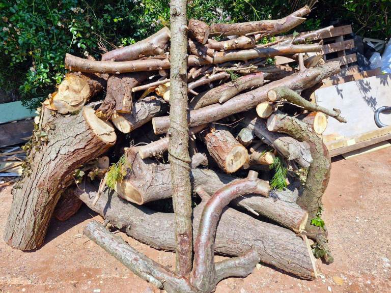 Free Solid Wood Firewood Logs for Fuel / Burning