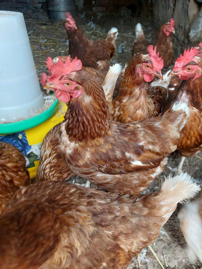 Young Brown Laying Hens