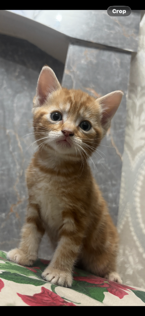 4 ADORABLE PLAYFUL KITTENS AVAILABLE!