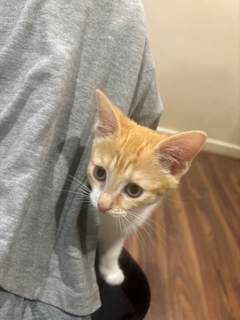 Cute ginger kitten